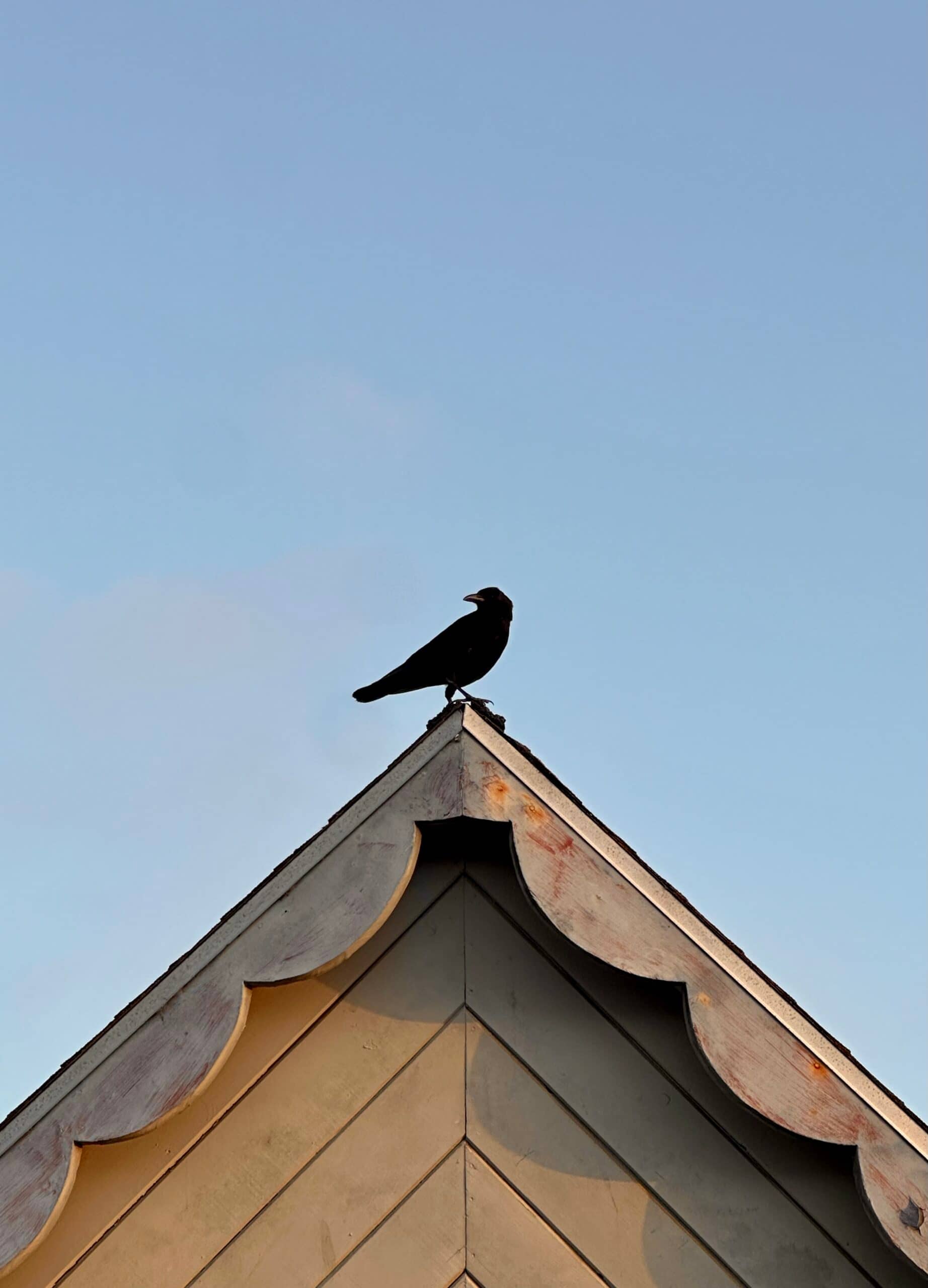Corvid
